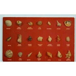 A collection of shells on Florida Beach chart / representation Postcard